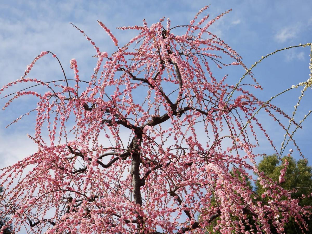 교토 Japaning Senkyu 빌라 외부 사진